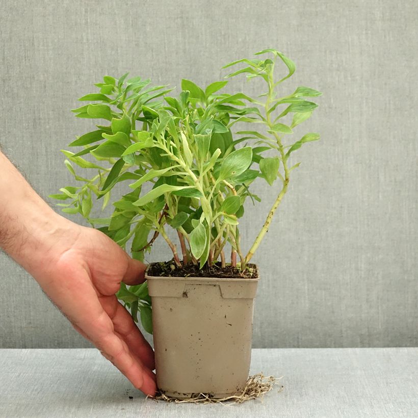 Amostra de Alstroeméria Pitchounes Océane Vaso de 1 L/1,5 L tal como entregue no outono