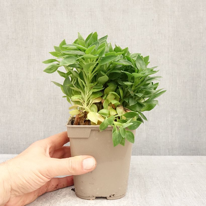 Amostra de Alstroeméria Pitchounes Rosie Vaso de 1 L/1,5 L tal como entregue na primavera