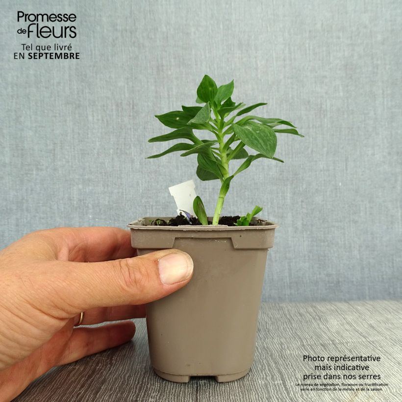 Amostra de Alstroeméria Pitchounes Stella Vaso de 8/9 cm tal como entregue no outono