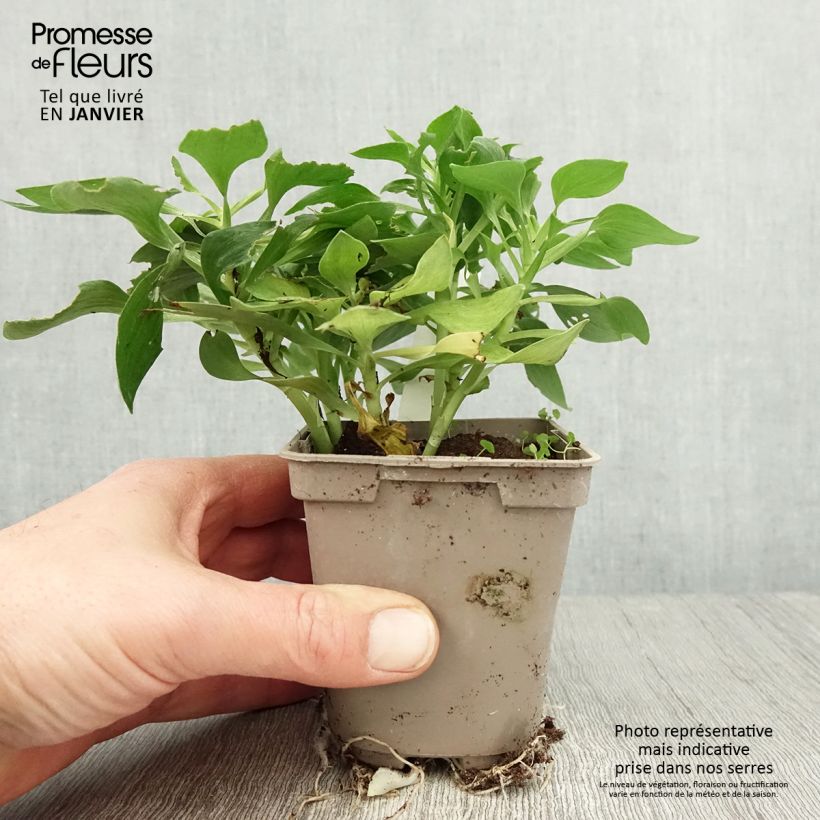 Amostra de Alstroemère naine Pitchounes Stella - Lys des Incas Godet de 8/9 cm tal como entregue no inverno