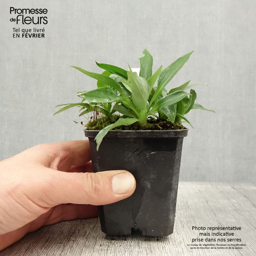 Amostra de Alstroemère naine Pitchounes Timoté - Lys des Incas Godet de 8/9 cm tal como entregue no inverno