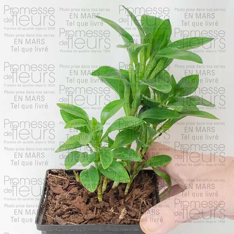 Exemplo de amostra de Alstroemeria Inca Exotica - Lírio-dos-incas Vaso de 10 cm/11 cm tal como entregue
