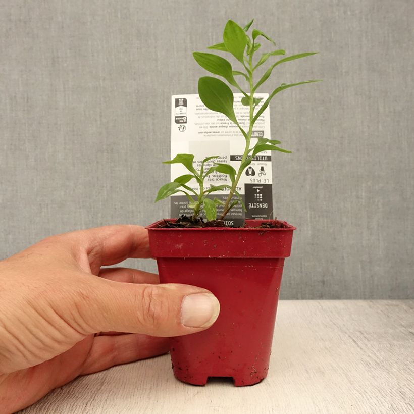 Amostra de Alstroemeria aurantiaca Vaso de 8/9 cm tal como entregue no verão