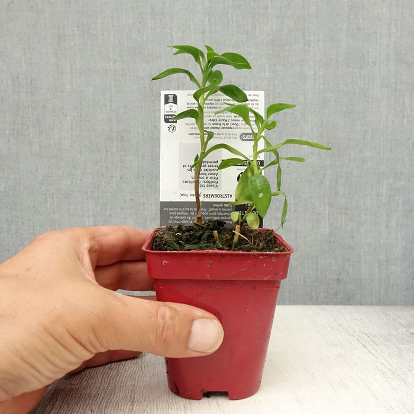 Amostra de Alstroemeria aurantiaca Godet de 8/9 cm tal como entregue na primavera