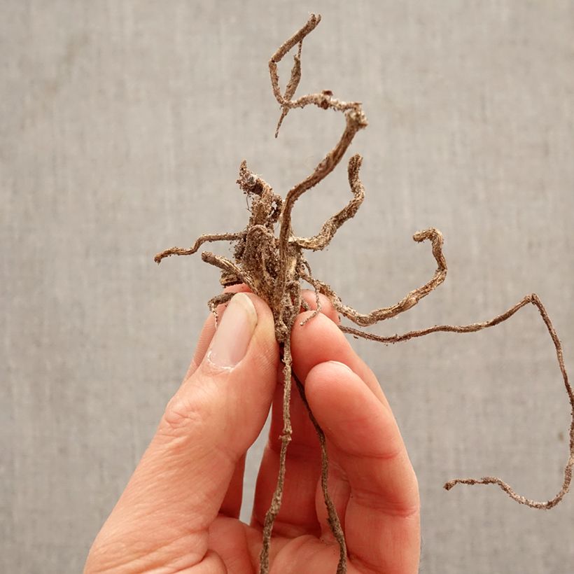 Amostra de Alstroeméria Lutea Bulbo Calibre I tal como entregue na primavera