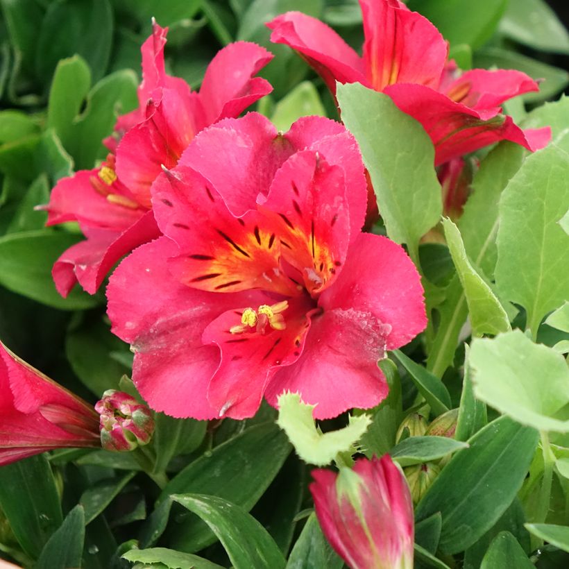 Alstroeméria Incalys Cherry (Floração)