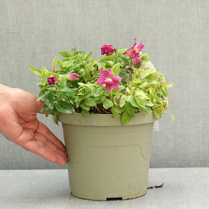 Amostra de Alstroeméria Incalys Purple Vaso de 3 L/4 L tal como entregue na primavera