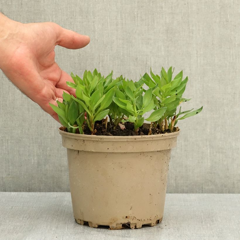 Amostra de Alstroeméria Incalys Salmon Vaso de 3 L/4 L tal como entregue no verão