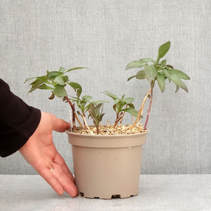 Amostra de Alstroemeria Indian Summer - Lis des Incas Pot de 2L/3L tal como entregue no inverno