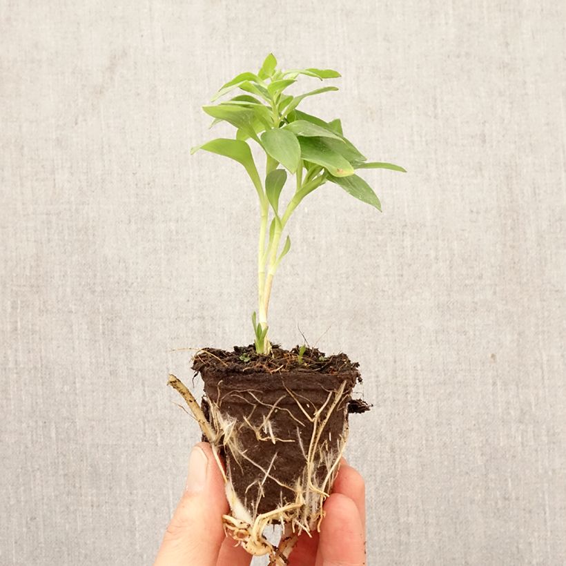 Amostra de Alstroeméria Inticancha Romance Torrão de 4 cm x 4,5 cm tal como entregue na primavera