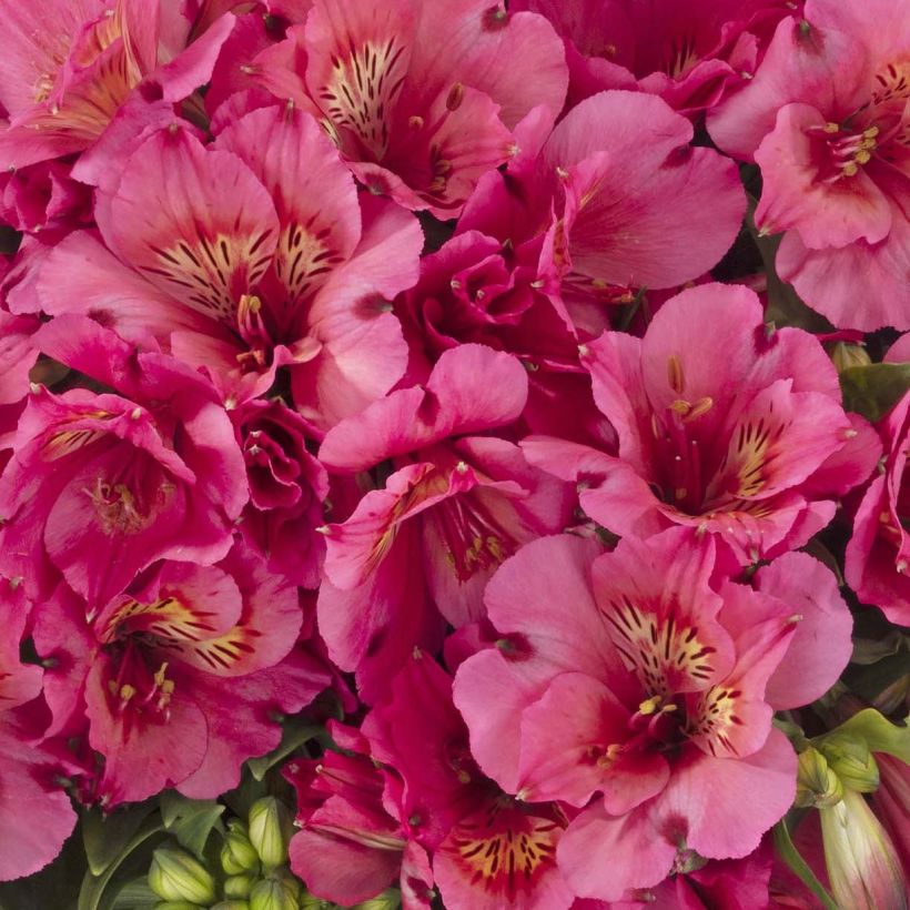 Alstroeméria Inticancha Sun Malaga (Floração)