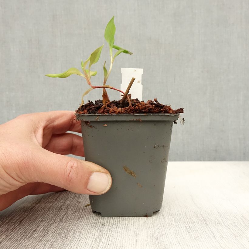 Amostra de Alstroeméria Mauve Majesty Vaso de 8/9 cm tal como entregue no outono