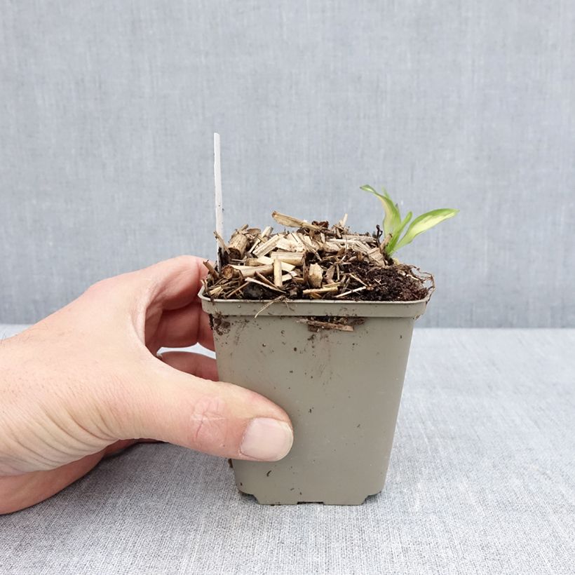 Amostra de Alstroeméria Rock'n roll Vaso de 8/9 cm tal como entregue na primavera