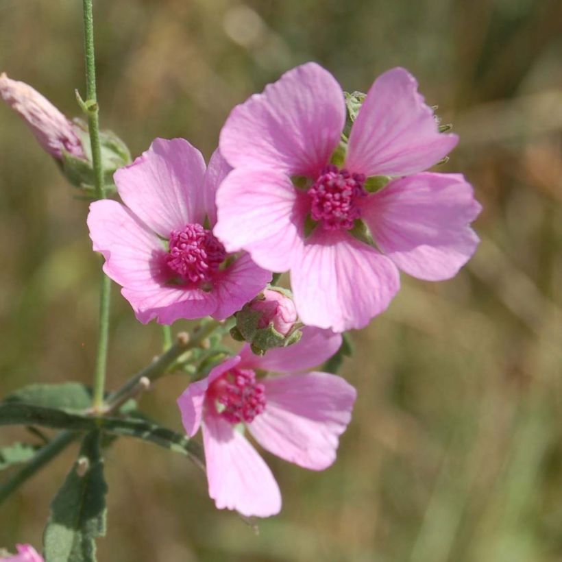 Althaea cannabina (Floração)