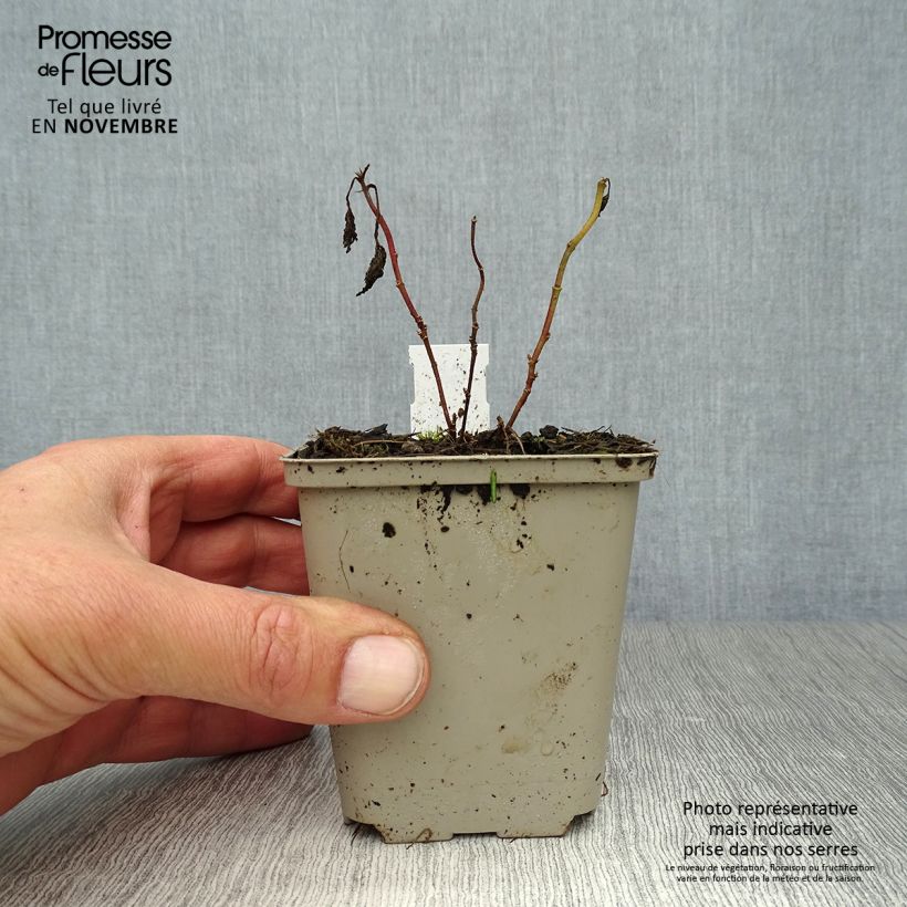 Amostra de Althaea cannabina Vaso de 8/9 cm tal como entregue no outono
