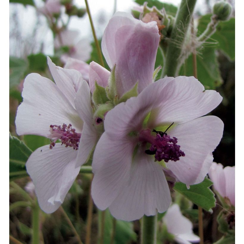 Althaea officinalis (Floração)