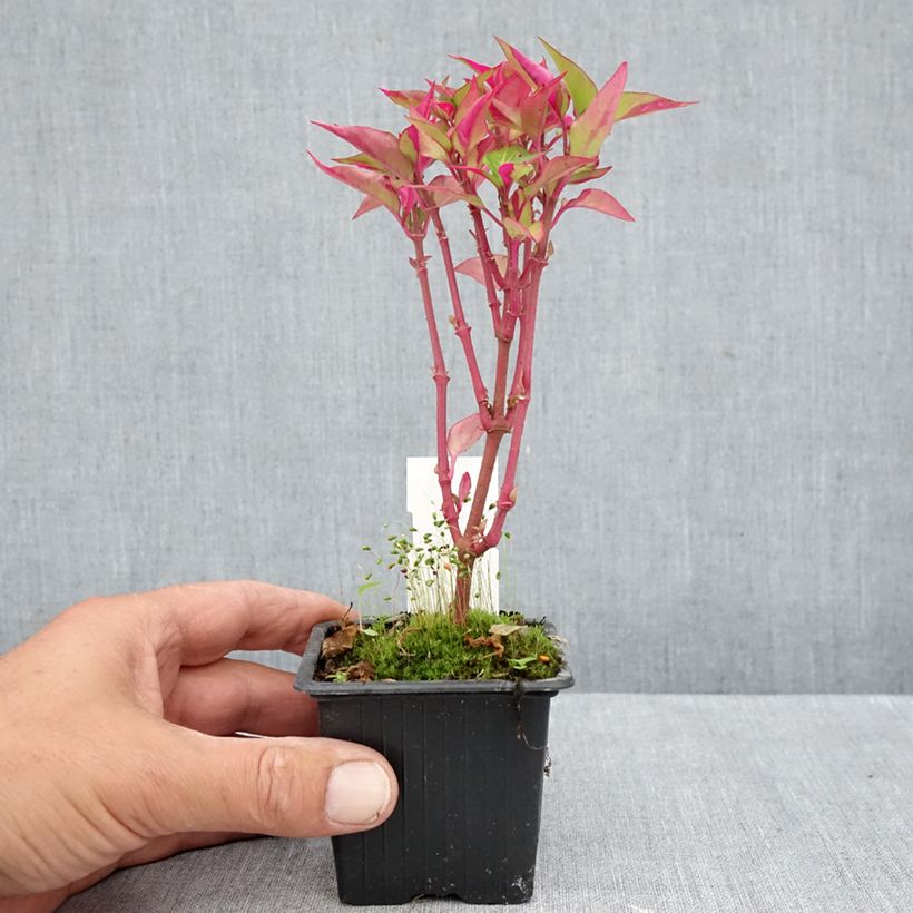 Amostra de Alternanthera ficoidea Party Time Vaso de 8/9 cm tal como entregue no outono