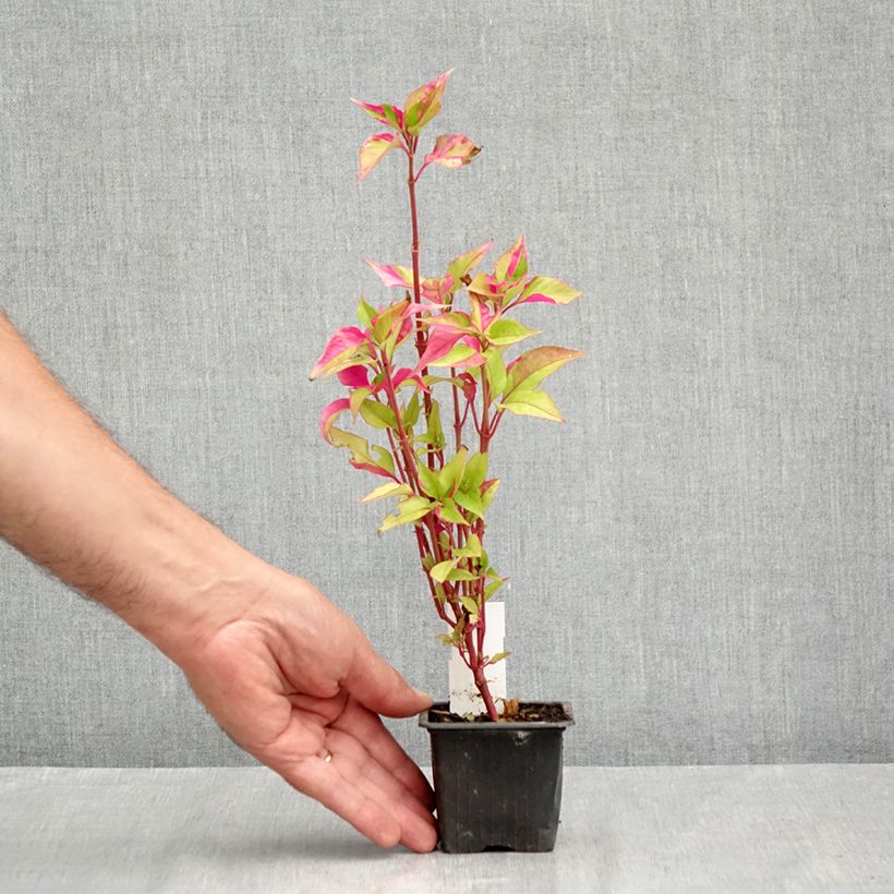 Amostra de Alternanthera ficoidea Party Time Vaso de 8/9 cm tal como entregue no verão