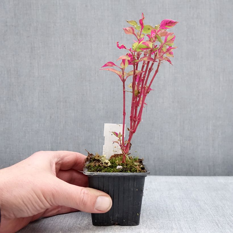 Amostra de Althernanthera Party Time Vaso de 8/9 cm tal como entregue no inverno