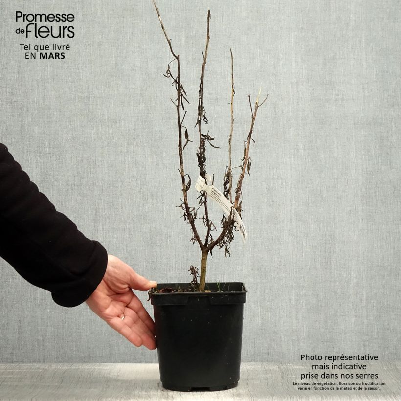 Amostra de Alyogyne Delightfully Vaso de 4 L/5 L tal como entregue na primavera