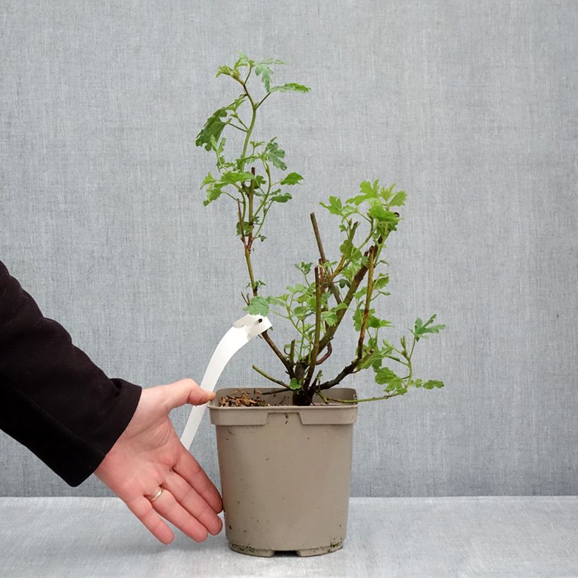 Amostra de Alyogyne huegelii - Hibiscus bleu d'Australie Vaso de 3 L/4 L tal como entregue no outono