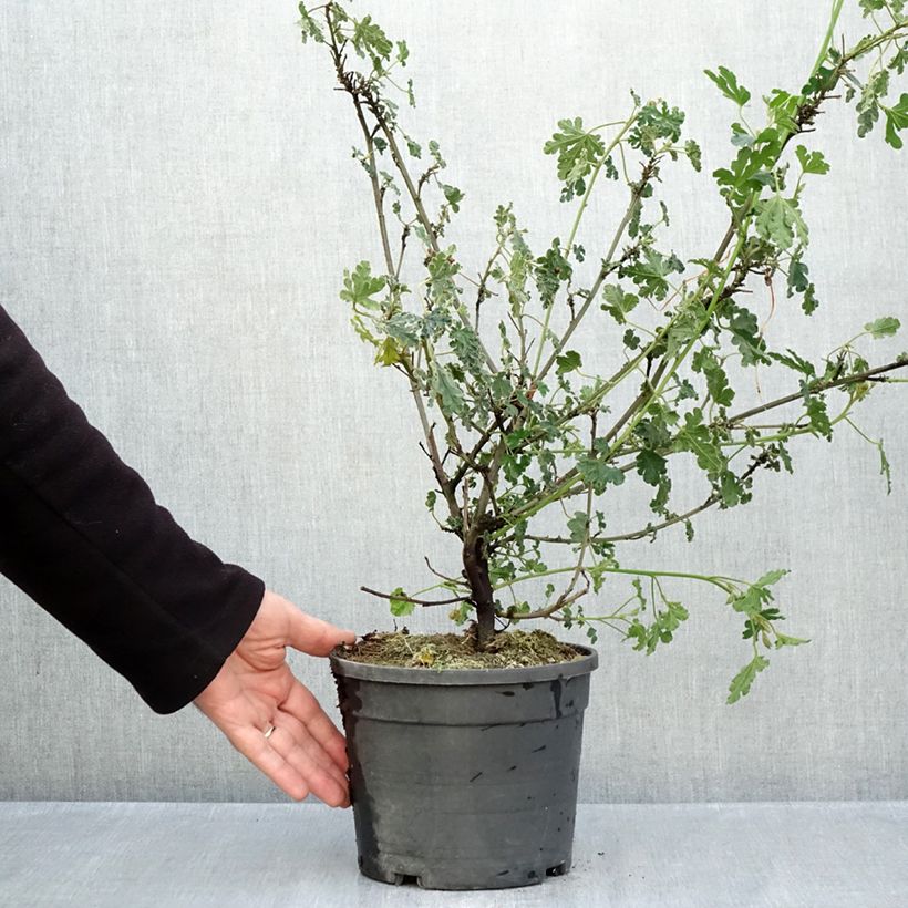 Amostra de Alyogyne huegelii Santa Cruz Vaso de 3 L/4 L tal como entregue no outono