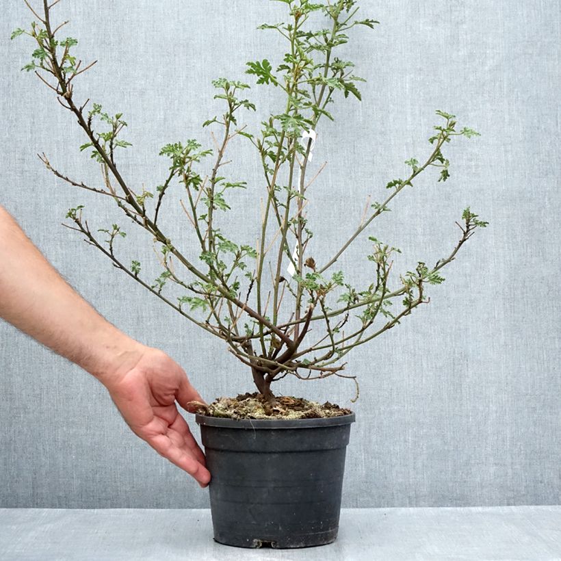 Amostra de Alyogyne huegelii Santa Cruz Vaso de 3 L/4 L tal como entregue no verão