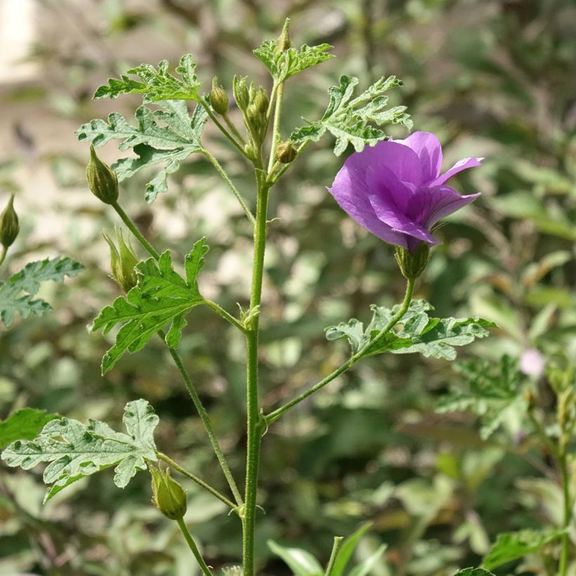 Alyogyne huegelii Santa Cruz (Hábito)