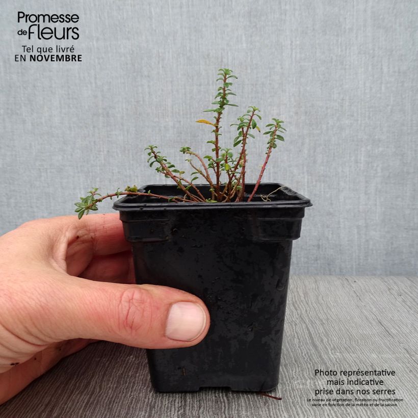 Amostra de Alyssum argenteum Vaso de 7/8 cm tal como entregue no outono