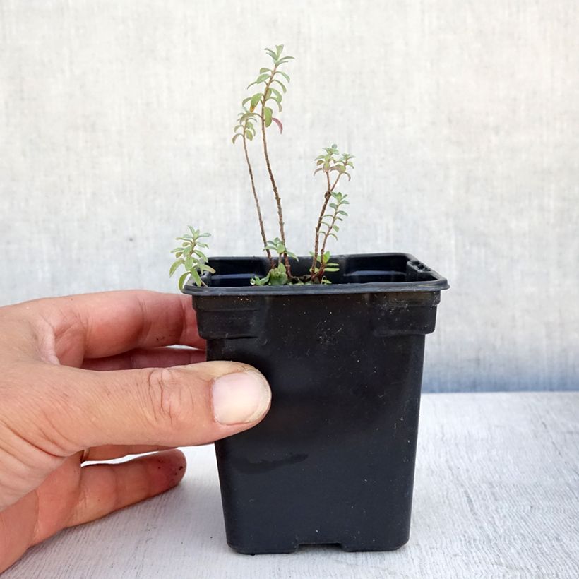 Amostra de Alyssum argenteum Vaso de 7/8 cm tal como entregue no verão