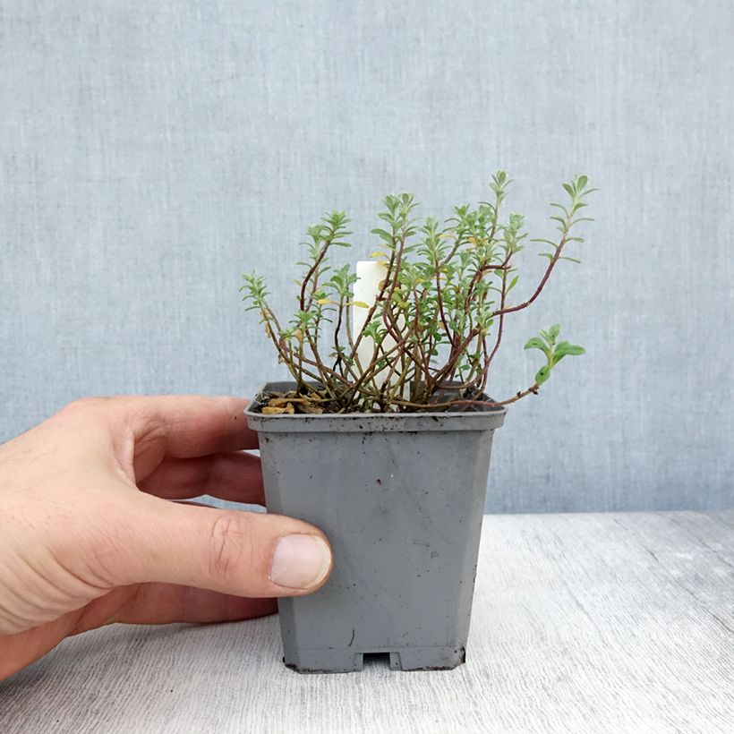 Amostra de Alyssum montanum Berggold Vaso de 8/9 cm tal como entregue no outono