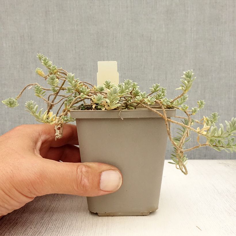 Amostra de Alyssum montanum Berggold Vaso de 8/9 cm tal como entregue no verão