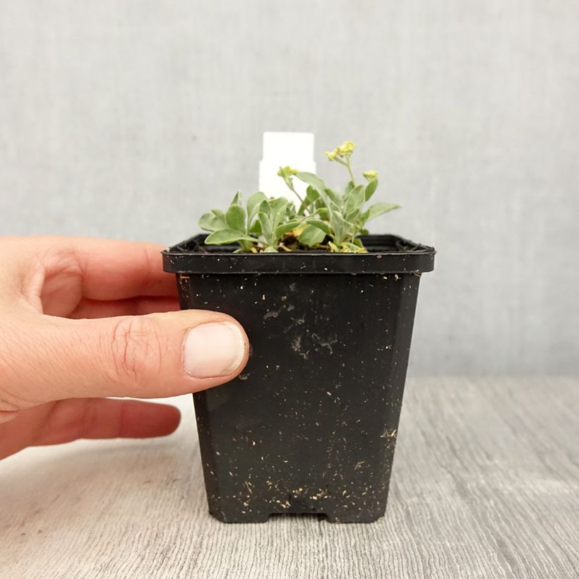 Amostra de Alyssum saxatile Compactum Vaso de 8/9 cm tal como entregue na primavera