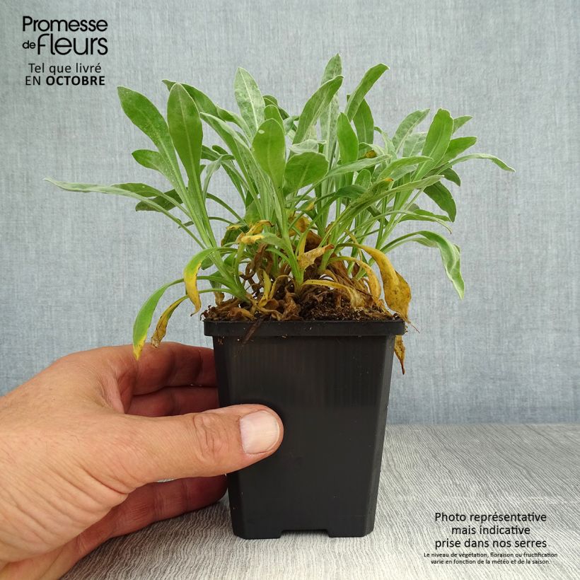 Amostra de Alyssum saxatilis Goldkugel Vaso de 8/9 cm tal como entregue no outono