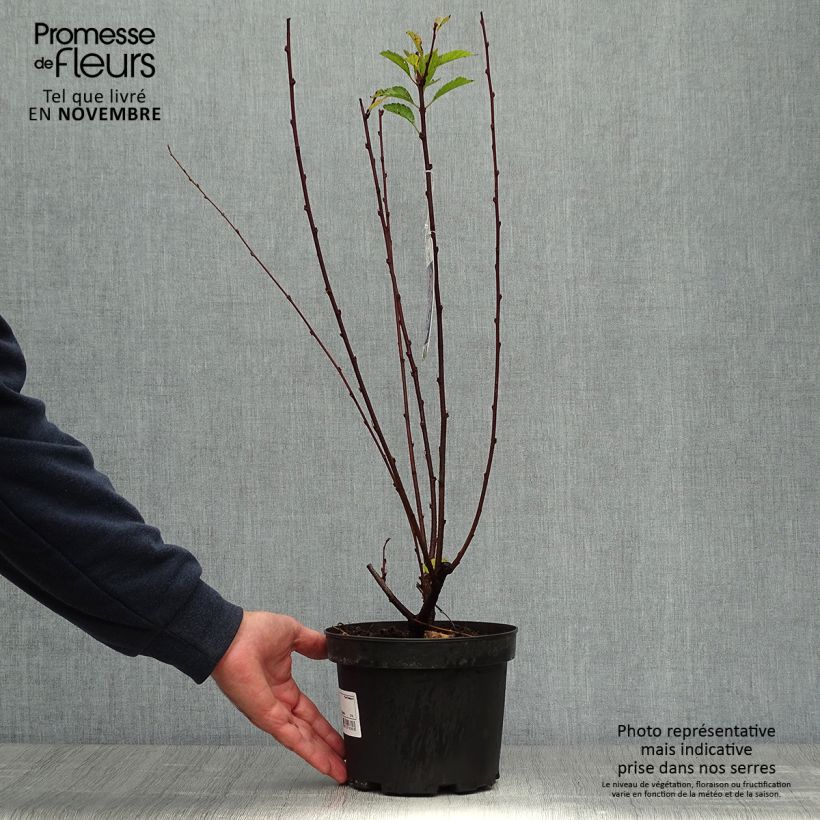 Amostra de Amendoeira-de-flor - Prunus triloba Vaso de 2 L/3 L tal como entregue no outono