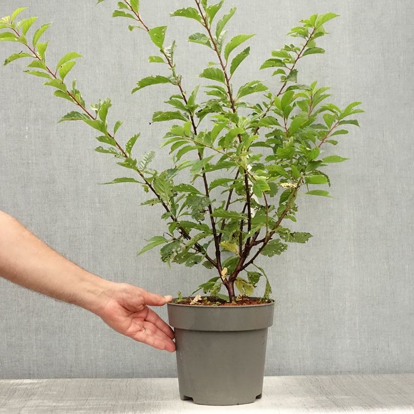 Amostra de Amendoeira-de-flor - Prunus triloba Vaso de 2 L/3 L tal como entregue no verão