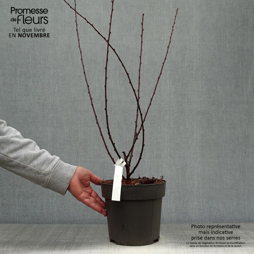Amostra de Amendoeira-de-flor - Prunus triloba Vaso de 4 L/5 L tal como entregue no outono