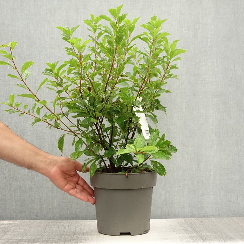 Amostra de Amendoeira-de-flor - Prunus triloba Vaso de 4 L/5 L tal como entregue no verão