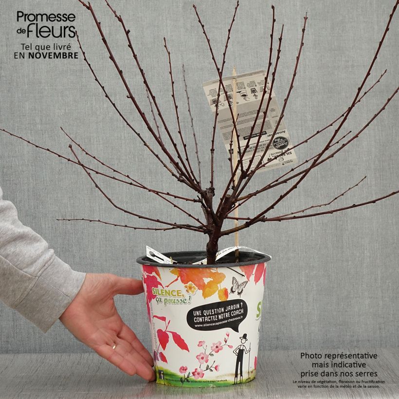 Amostra de Amendoeira-de-flor - Prunus triloba Multiplex Vaso de 4 L/5 L tal como entregue no outono