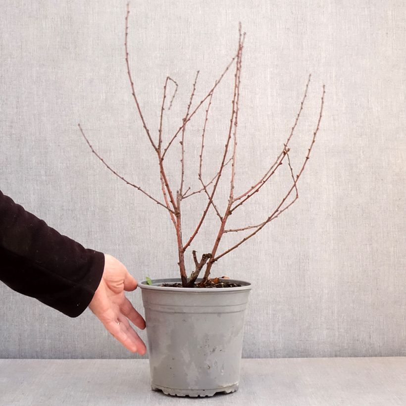 Amostra de Amendoeira-de-flor - Prunus triloba Multiplex Vaso de 4 L/5 L tal como entregue na primavera
