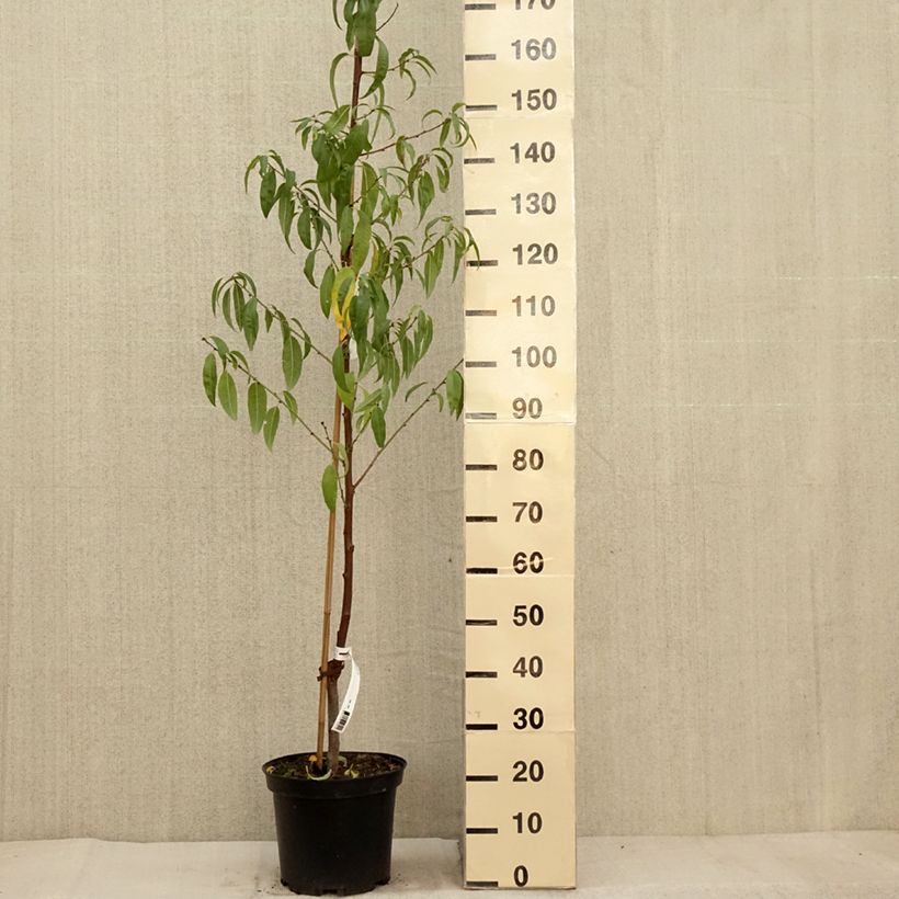 Amostra de Amendoeira - Prunus dulcis Vaso de 4 L/5 L, Arbusto tal como entregue no outono