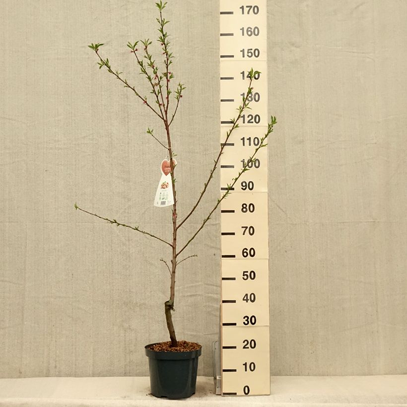 Amostra de Amendoeira - Prunus dulcis Vaso de 4 L/5 L, Arbusto tal como entregue na primavera