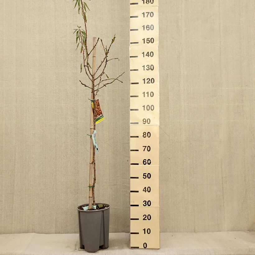 Amostra de Amendoeira - Prunus dulcis Vaso de 7,5 L/10 L, Meia haste tal como entregue no outono