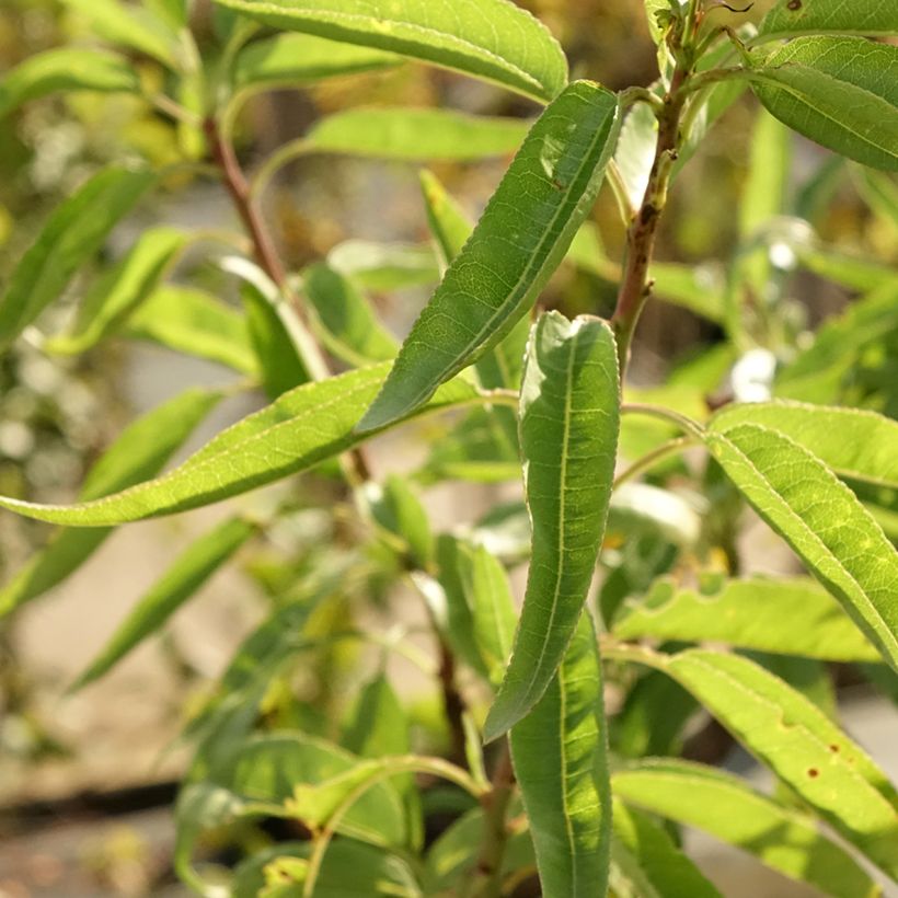 Amendoeira - Prunus dulcis (Folhagem)