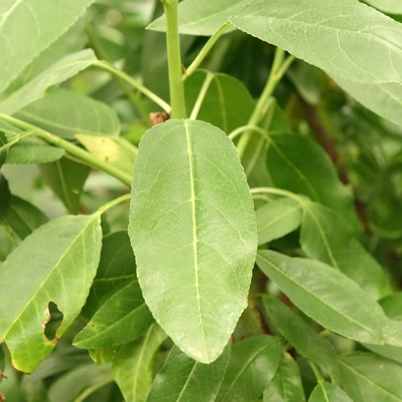 Amendoeira Desmayo Largueta - Prunus dulcis (Folhagem)