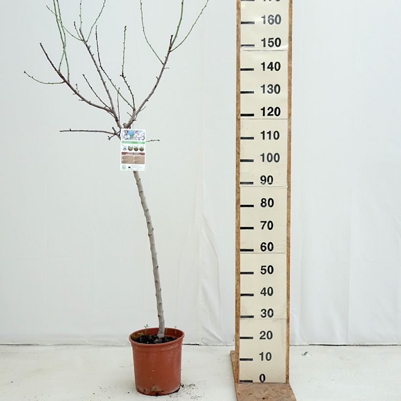Amostra de Amendoeira Desmayo Largueta - Prunus dulcis Vaso de 7,5 L/10 L, Meia haste tal como entregue no outono