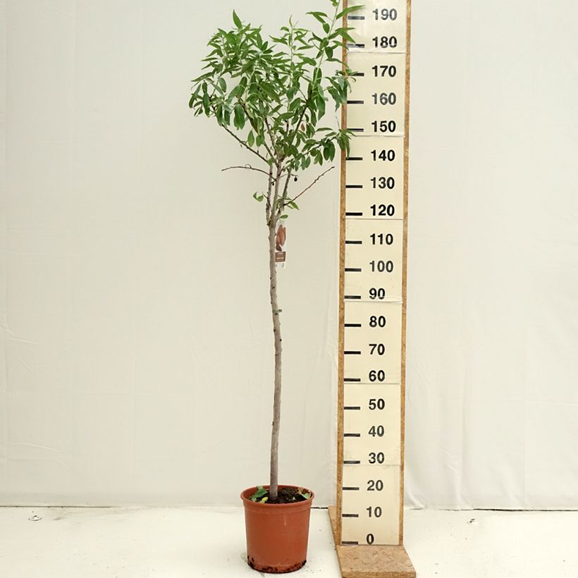 Amostra de Amendoeira Desmayo Largueta - Prunus dulcis Vaso de 7,5 L/10 L, Meia haste tal como entregue no verão