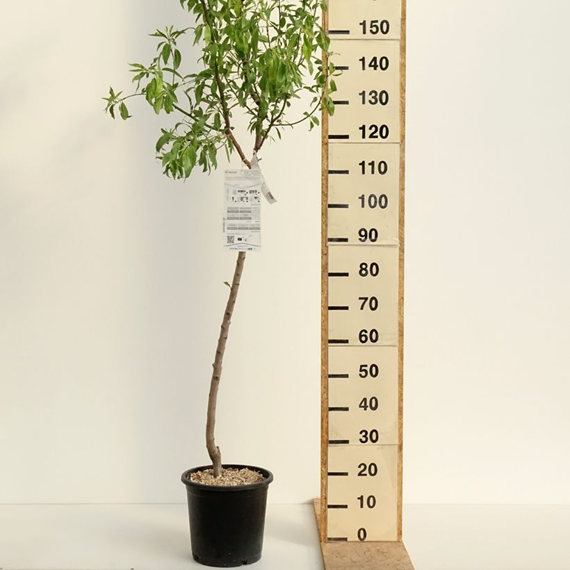 Amostra de Amendoeira Ferragnes - Prunus amygdalus Vaso de 7,5 L/10 L, Copo tal como entregue na primavera