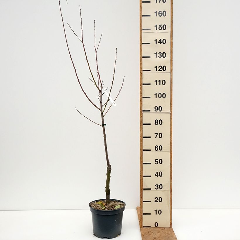 Amostra de Amendoeira Ferragnes - Prunus amygdalus Vaso de 7,5 L/10 L, Copo tal como entregue no outono