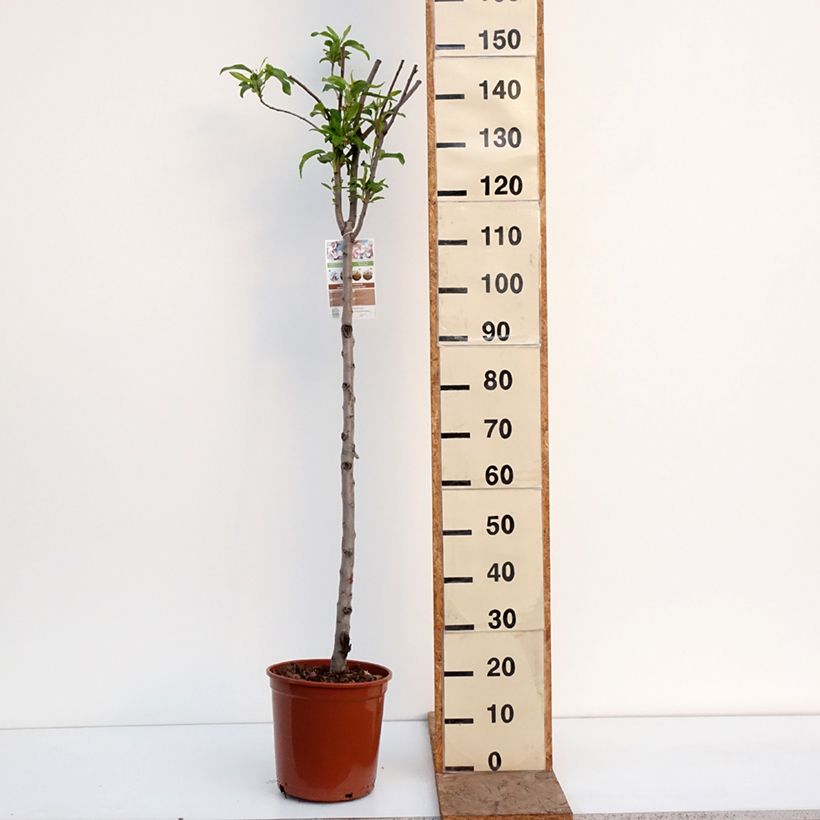 Amostra de Amendoeira Lauranne autofértil - Prunus dulcis Vaso de 7,5 L/10 L, Meia haste tal como entregue no inverno
